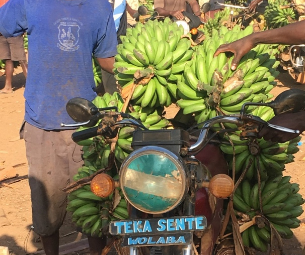 Das Aus für die Banane? Artensterben und unser Umgang mit der Umwelt (c) Sandra Calkins